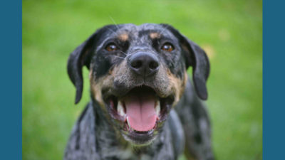 Catahoula Leopard Dog 3