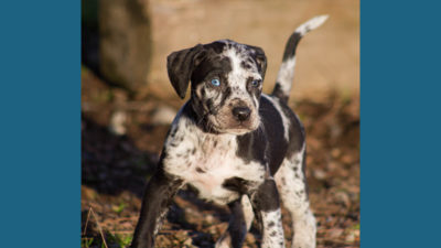 Catahoula Leopard Dog 4