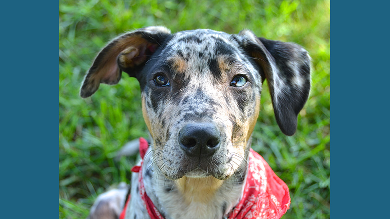 Catahoula Leopard Dog 5