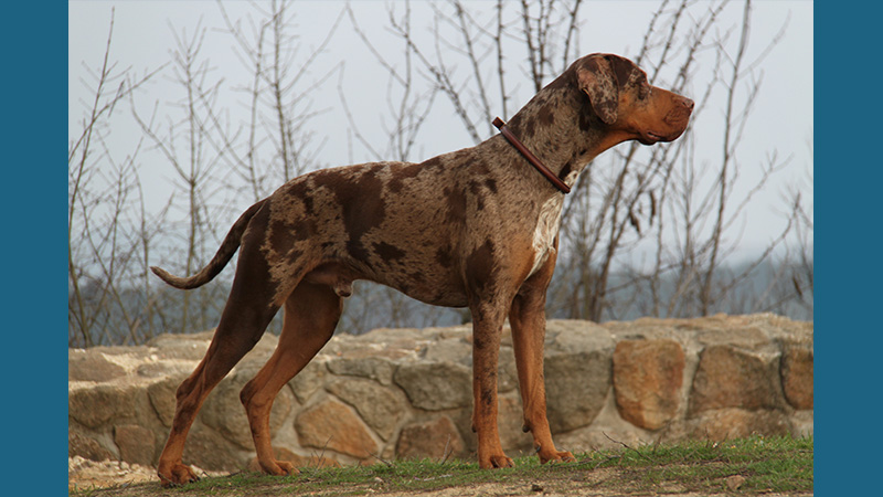 Catahoula Leopard Dog 6