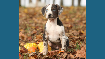 Catahoula Leopard Dog 7