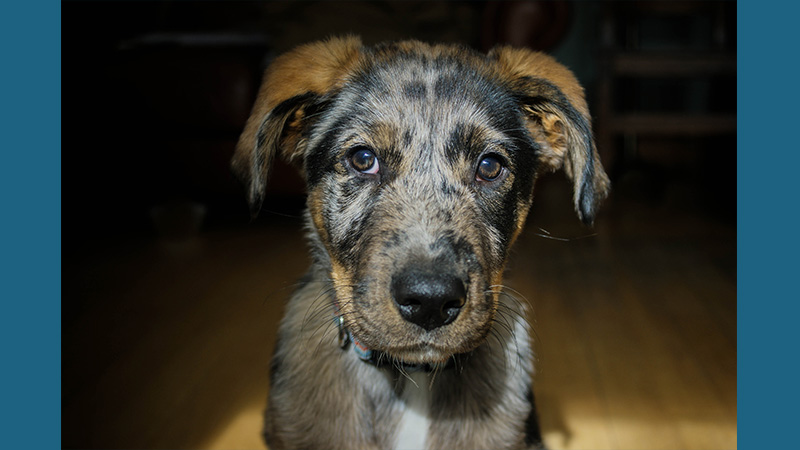 Catahoula Leopard Dog 8