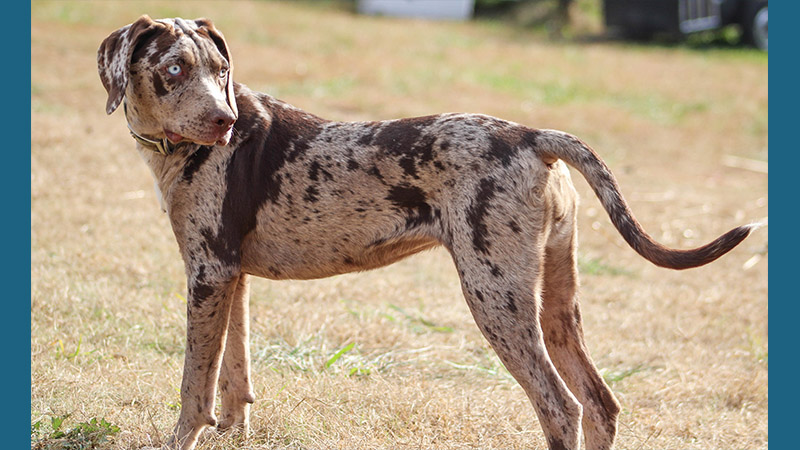 Catahoula Leopard Dog 9