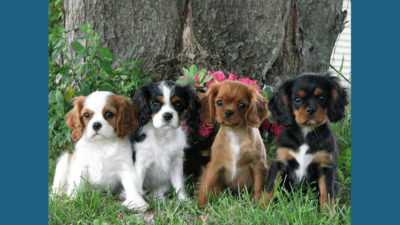 Cavalier King Charles Spaniel 1