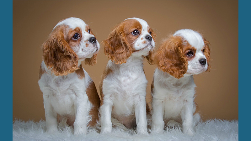 Cavalier King Charles Spaniel 10