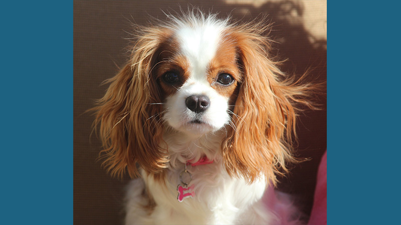 Cavalier King Charles Spaniel 11