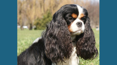 Cavalier King Charles Spaniel 12