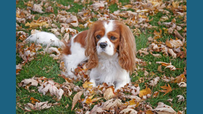 Cavalier King Charles Spaniel 13