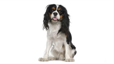 Cavalier King Charles Spaniel 15