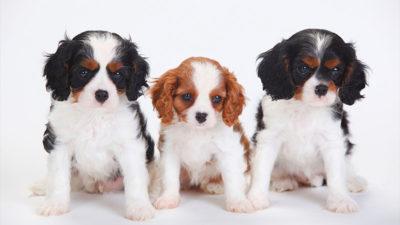 Cavalier King Charles Spaniel 16