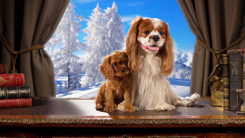 Cavalier King Charles Spaniel 17