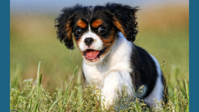 Cavalier King Charles Spaniel 2