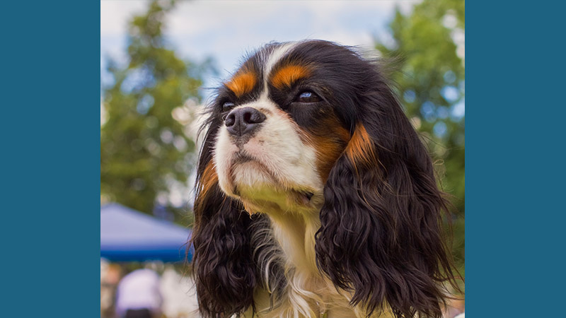 Cavalier King Charles Spaniel 3