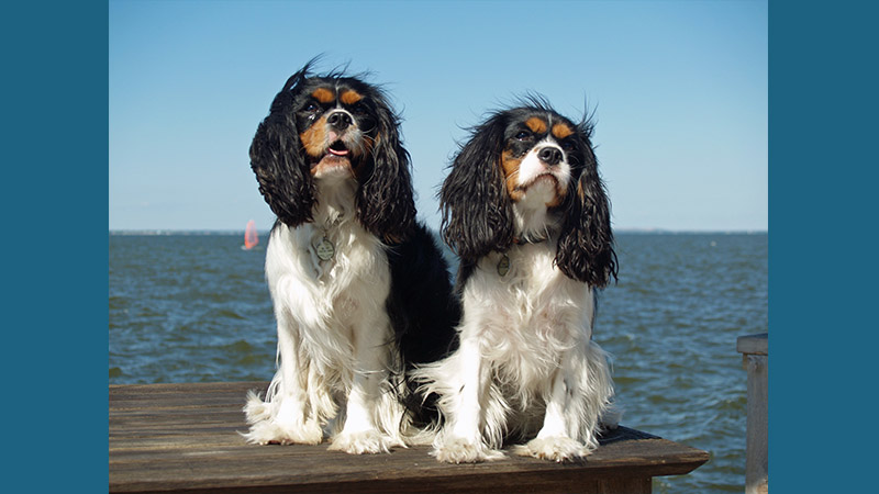 Cavalier King Charles Spaniel 4