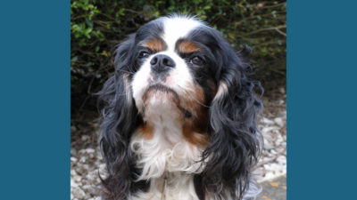 Cavalier King Charles Spaniel 5