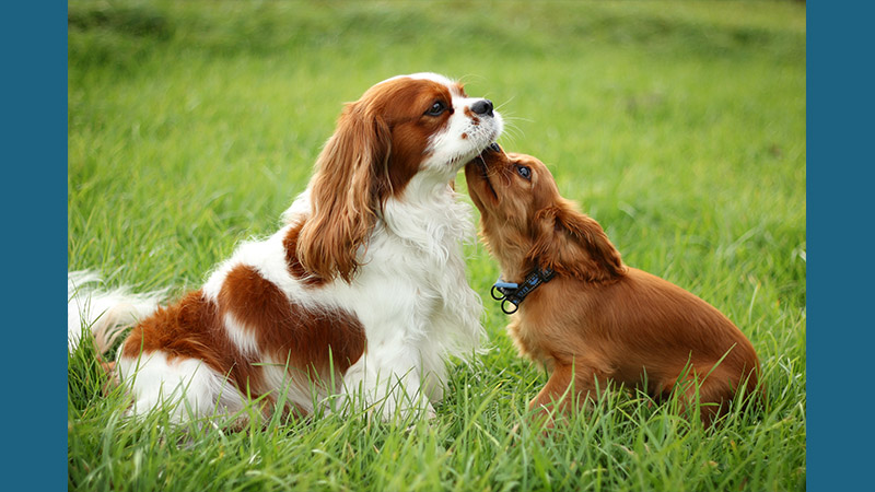 Cavalier King Charles Spaniel 6