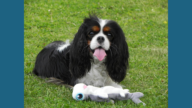 Cavalier King Charles Spaniel 7