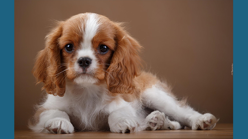 Cavalier King Charles Spaniel 8