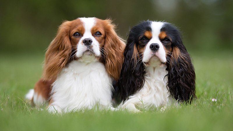 Cavalier King Charles Spaniel 9