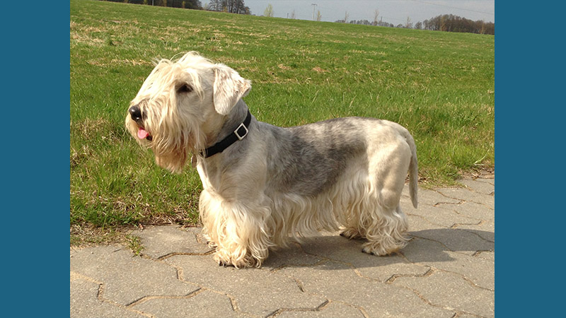 Cesky Terrier 1