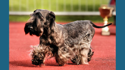 Cesky Terrier 3