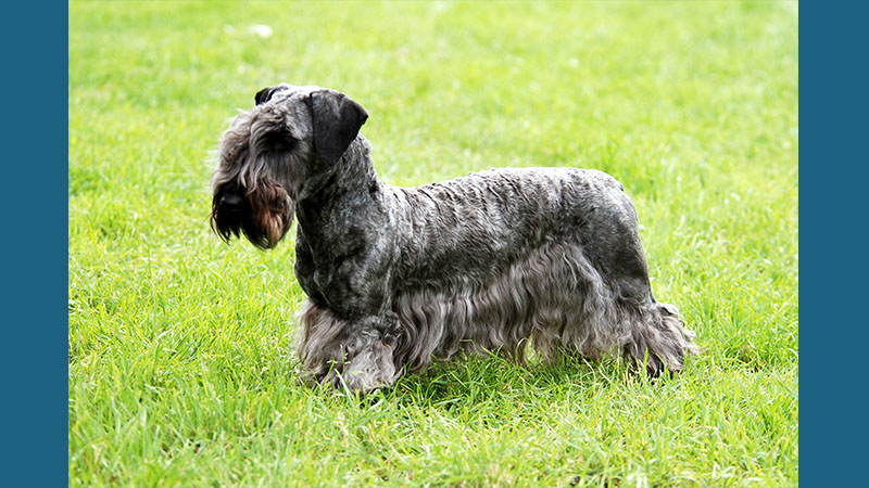 Cesky Terrier 4