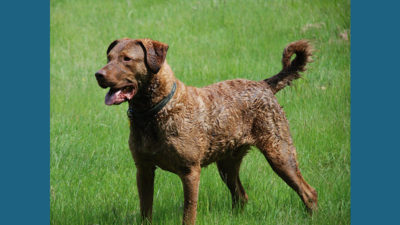 Chesapeake Bay Retriever 1