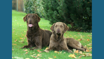 Chesapeake Bay Retriever 10