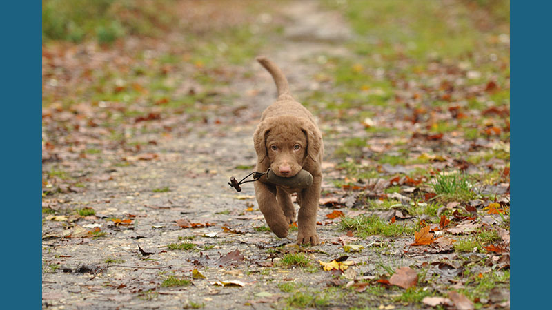 Chesapeake Bay Retriever 11