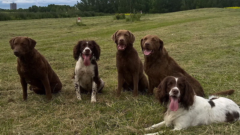 Chesapeake Bay Retriever 12