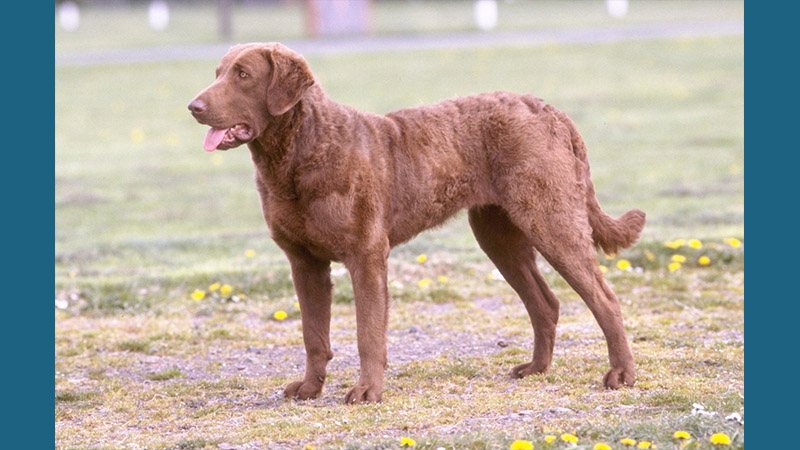 Chesapeake Bay Retriever 2