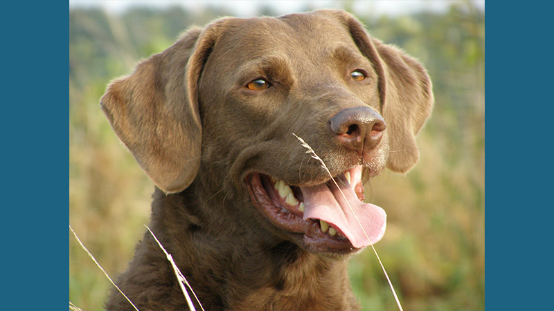 Chesapeake Bay Retriever 3