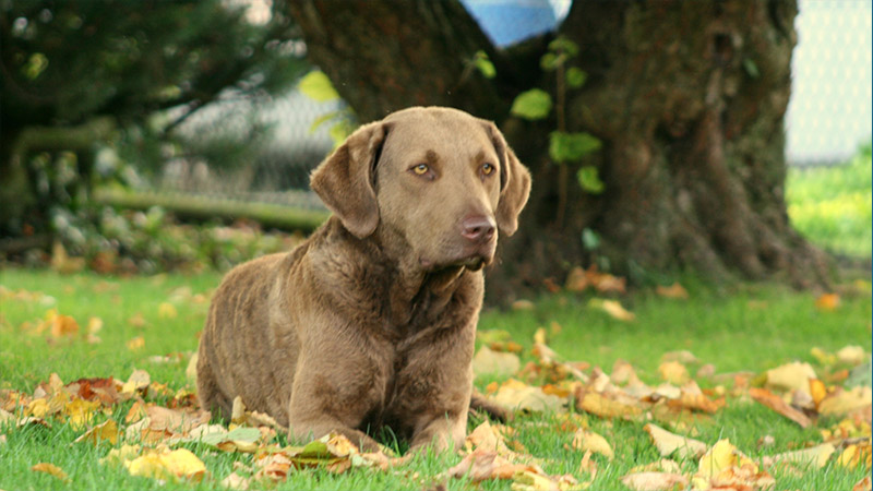 Chesapeake Bay Retriever 4