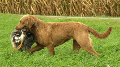 Chesapeake Bay Retriever 5