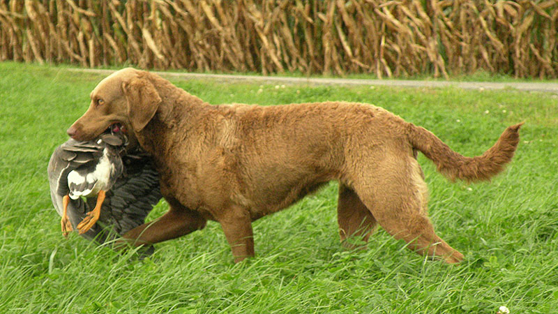 Chesapeake Bay Retriever 5