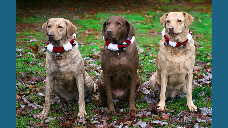 Chesapeake Bay Retriever 6