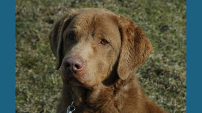 Chesapeake Bay Retriever 7