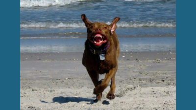 Chesapeake Bay Retriever 8