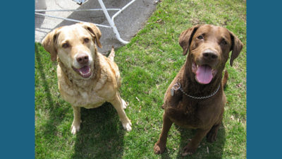 Chesapeake Bay Retriever 9