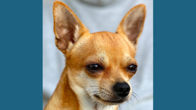 Chihuahua 4