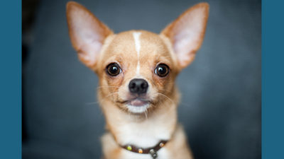 Chihuahua 6