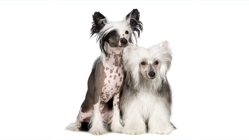 Chinese Crested 1