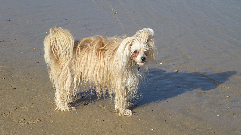 Chinese Crested 10