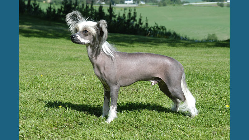 Chinese Crested 2