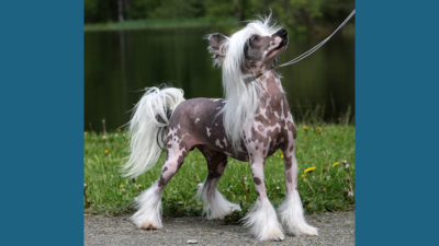 Chinese Crested 3