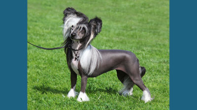Chinese Crested 4