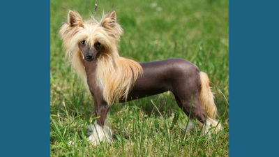 Chinese Crested 5