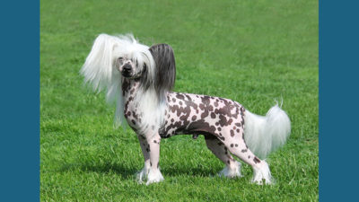 Chinese Crested 7