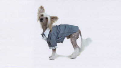 Chinese Crested 8