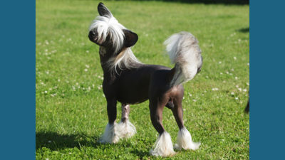 Chinese Crested 9